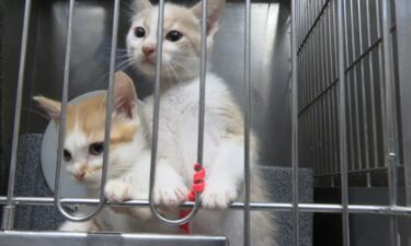 Tulsa Animal Welfare told 2 News its shelter on Erie Avenue is bursting with new arrivals every day with room and resources running out fast