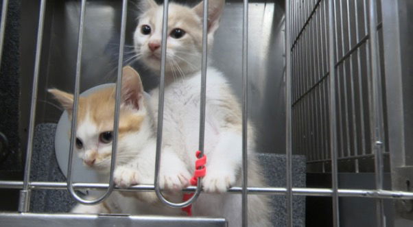 <i>KJRH via CNN Newsource</i><br/>Tulsa Animal Welfare told 2 News its shelter on Erie Avenue is bursting with new arrivals every day with room and resources running out fast