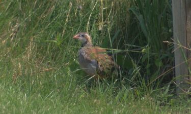 Thousands of pheasants are on the loose after the roof of their barn at MacFarlane Pheasant Farm was torn off during a tornado.