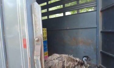 A Bucks County farm owner is breathing a sigh of relief. Her emu