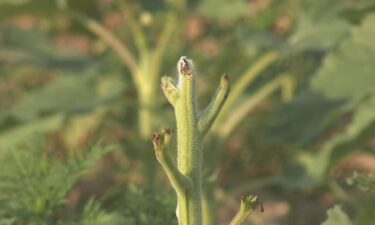 Owners of a farm in Forward Township have canceled their annual sunflower festival days before it was supposed to start.