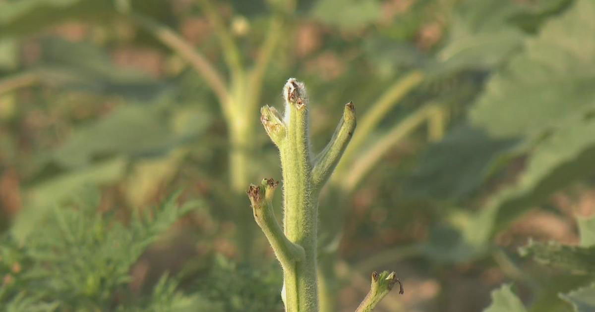 <i>KDKA via CNN Newsource</i><br/>Owners of a farm in Forward Township have canceled their annual sunflower festival days before it was supposed to start.