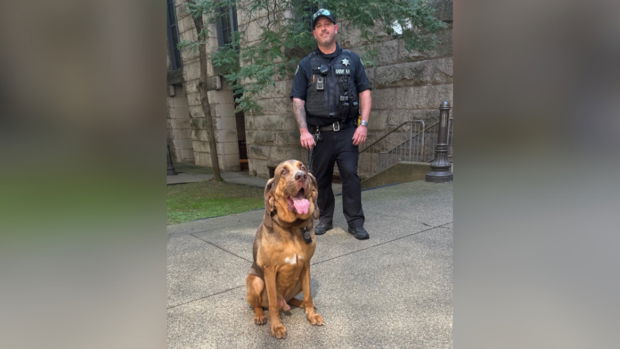 Sheriff’s Office K-9 Ranger returns to work after cancer treatment