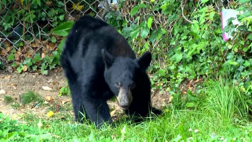 <i>WLOS via CNN Newsource</i><br/>The N.C. Wildlife Resources Commission is receiving reports of an increase in human-black bear interactions in Asheville and Buncombe County.