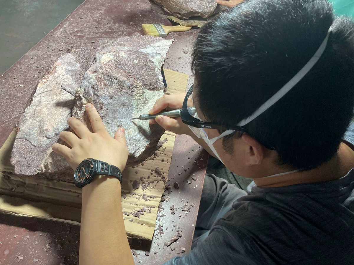 <i>Hong Kong's Antiquities and Monu/AP via CNN Newsource</i><br/>An expert from the Institute of Vertebrate Paleontology and Paleoanthropology of the Chinese Academy of Sciences cleans and prepares a rock containing dinosaur bone fossil