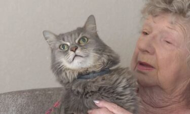 Mattie Gordon and all of her three cats survived the devastating tornado on Oct. 9.