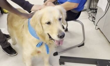 Redford Union School District in Michigan added 6 therapy dogs to support students' mental health.