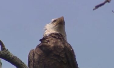 The U.S. Fish and Wildlife Service is asking the public to help track down the person or people responsible for killing a bald eagle in Addison County last month. Officials are offering a $5