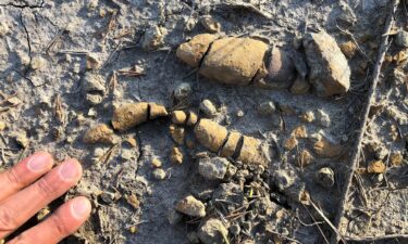 These footprints belonged to a large theropod dinosaur at a fossil site in Sołtyków