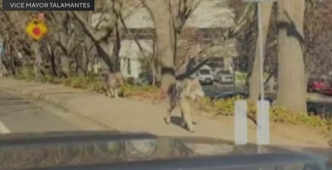 <i>Vice Mayor Karina Talamantes/KOVR via CNN Newsource</i><br/>Large dogs are on the loose in south Natomas