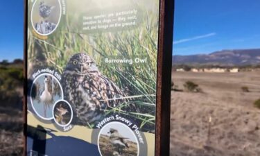 These unique birds used to be prevalent in Santa Barbara