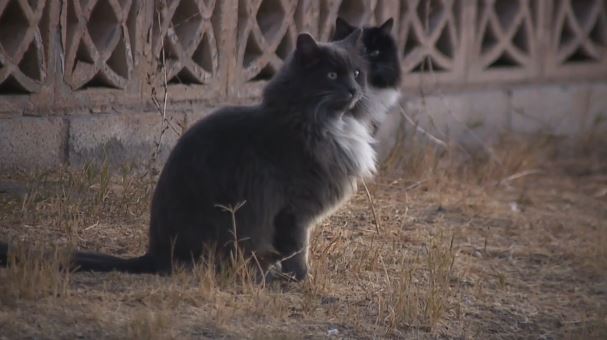 <i>KTNV via CNN Newsource</i><br/>A community is coming together to save hundreds of cats who have taken over the Paradise Spas apartment complex.