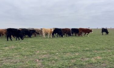 A screw worm found in one cow in Southern Mexico has halted cattle imports to the United States for two months