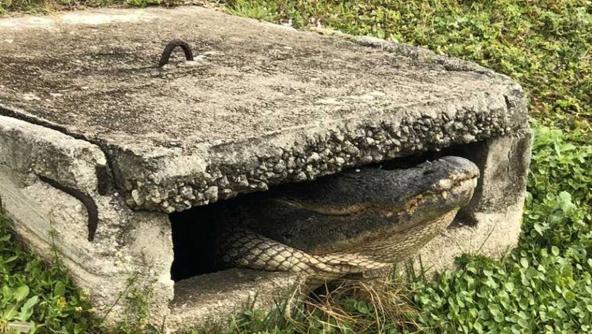 <i>Cape Coral Fire Department/WBBH via CNN Newsource</i><br/>Firefighters help rescue over 10-foot alligator from a Cape Coral storm drain.