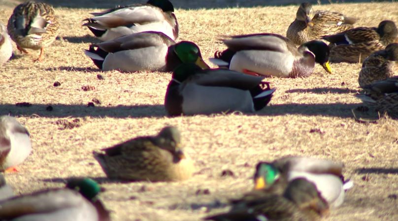 <i>WCCO via CNN Newsource</i><br/>Southern Minnesota has been hit especially hard by bird flu this season.