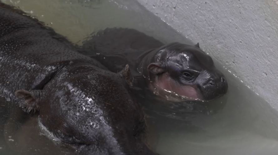 <i>WTVR via CNN Newsource</i><br/>The Metro Richmond Zoo announced
