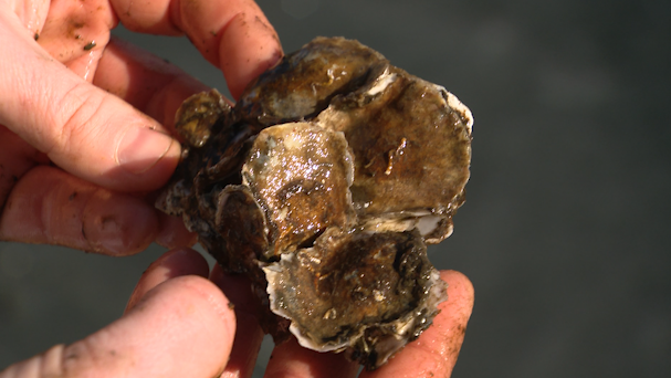 <i>WBAL via CNN Newsource</i><br/>The March 2024 bridge collapse kept crews from checking on oysters' growth at Fort Carroll Reef.