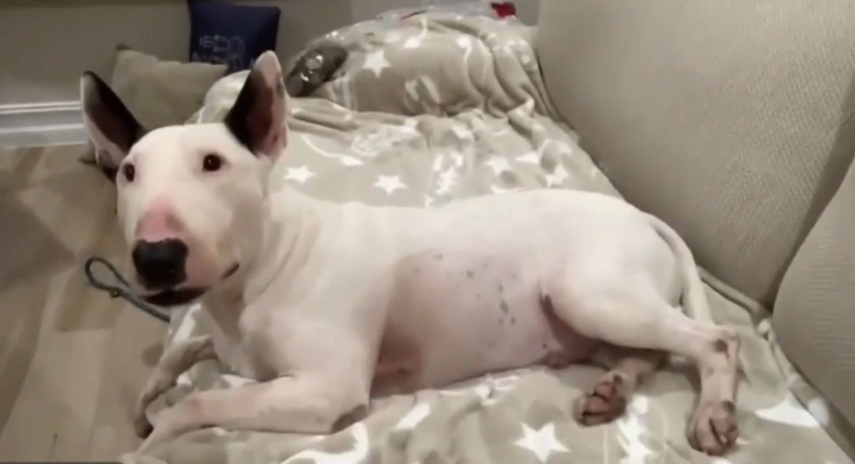 <i>WSVN via CNN Newsource</i><br/>A dog found tied to a fence as Hurricane Milton approached undergoes surgery to remove metal