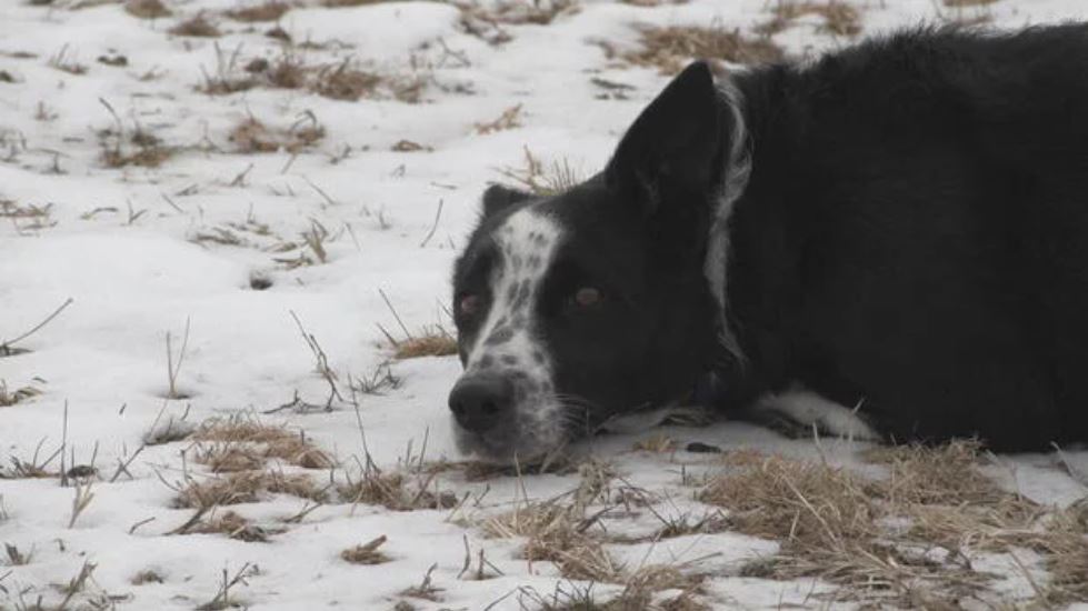 <i>WBZ via CNN Newsource</i><br/>A farm in central Massachusetts is doing things the old-fashioned way by using dogs to herd sheep