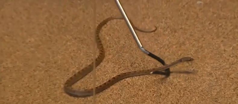 <i>WCVB via CNN Newsource</i><br/>A foot-and-a-half-long snake was way out of its comfort zone Sunday and somehow ended up inside a banana shipment at a Market Basket in Manchester