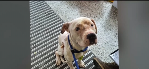 <i>Chantal Rzewnicki via Facebook/ WXYZ via CNN Newsource</i><br/>The City of Detroit calls it a brutal attack on a female pit bull at the hands of its owner.