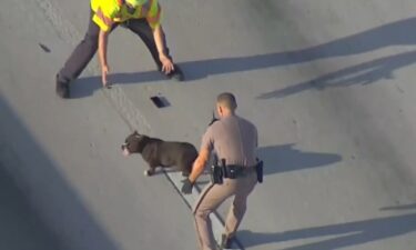 Parts of the eastbound ramp from 595 to Interstate 95 in Fort Lauderdale were briefly shut down March 31 as Florida Highway Patrol troopers attempted to capture a loose four-legged friend.