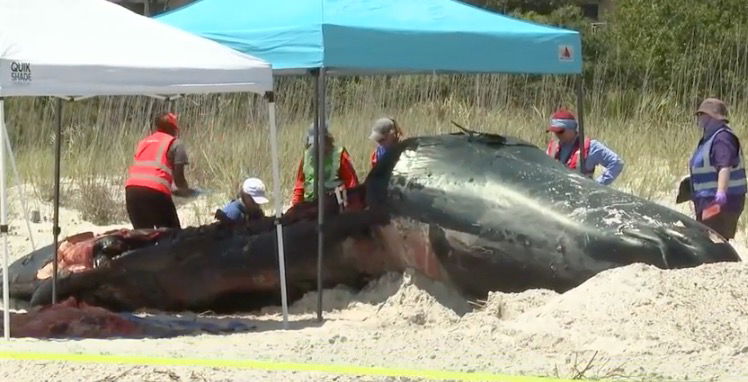 <i>WJCL via CNN Newsource</i><br/>A male sperm whale washed ashore on Hilton Head Island over the weekend and drew dozens of onlookers to Coligny Beach days later. Crews worked throughout Monday to conduct a necropsy and bury the massive marine mammal's feet beneath the sand.