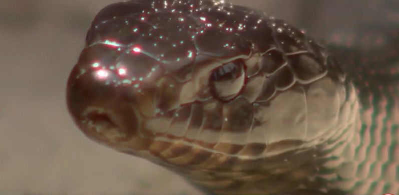 <i>WESH via CNN Newsource</i><br/>The Central Florida Zoo is actively involved in a conservation effort focused on breeding and releasing the rare Eastern indigo snake back into its native habitat.