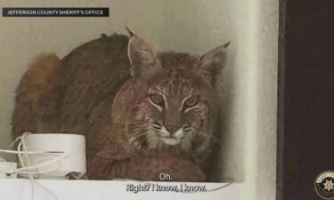 A bobcat was found inside a home in Ken Caryl