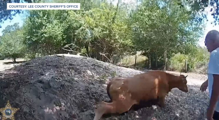 <i>Lee County Sheriff's Office/WFTX via CNN Newsource</i><br/>A North Fort Myers man faces charges after shooting his neighbor's pregnant cow five times when it wandered onto his property. Deputies say the cow had to be euthanized due to its injuries.