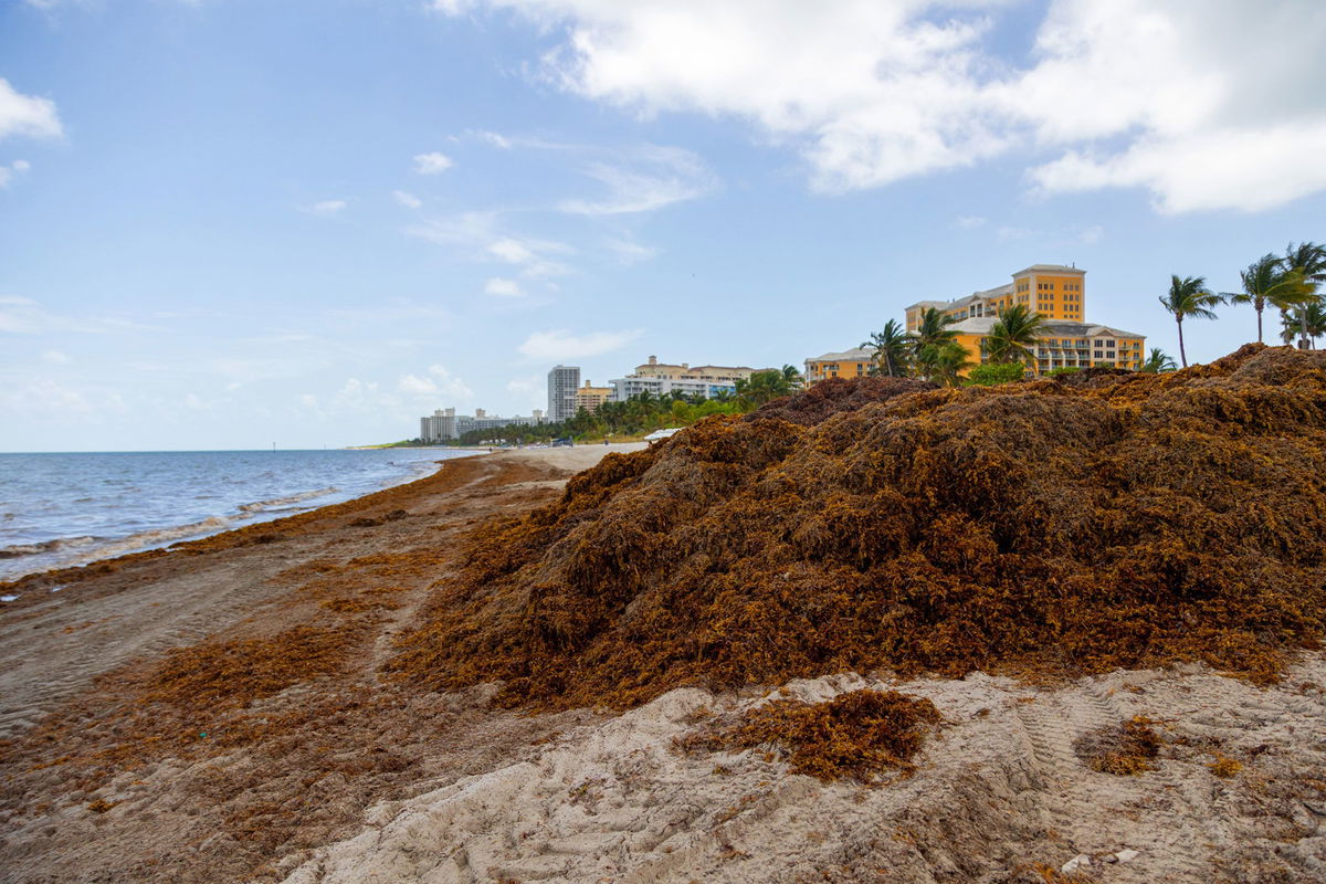 <i>Al Diaz/The Miami Herald/TNS/Getty Images via CNN Newsource</i><br/>A seaweed belt surrounds boats moored along Dinner Key Marina in Miami