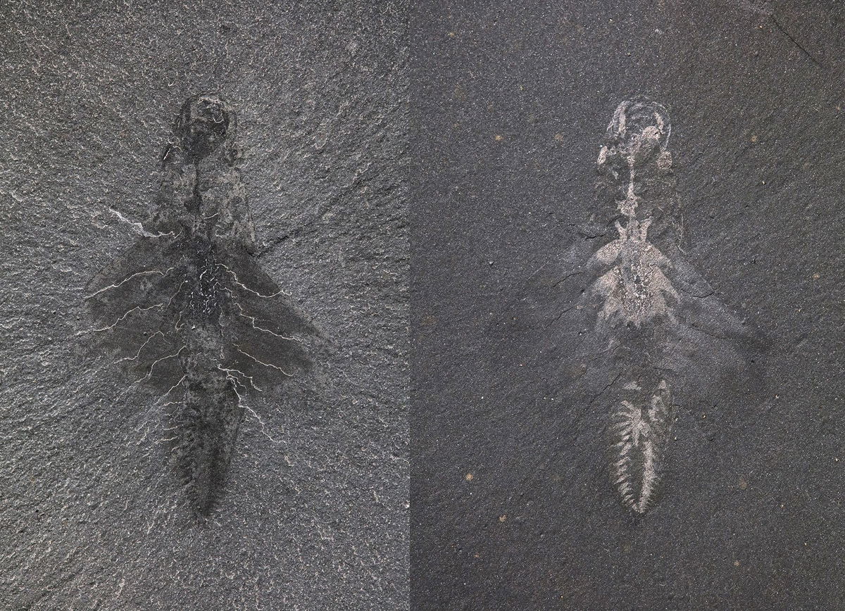 <i>ROM via CNN Newsource</i><br/>The research team takes a break while searching for fossils in British Columbia's Burgess Shale rock formation in 2022.
