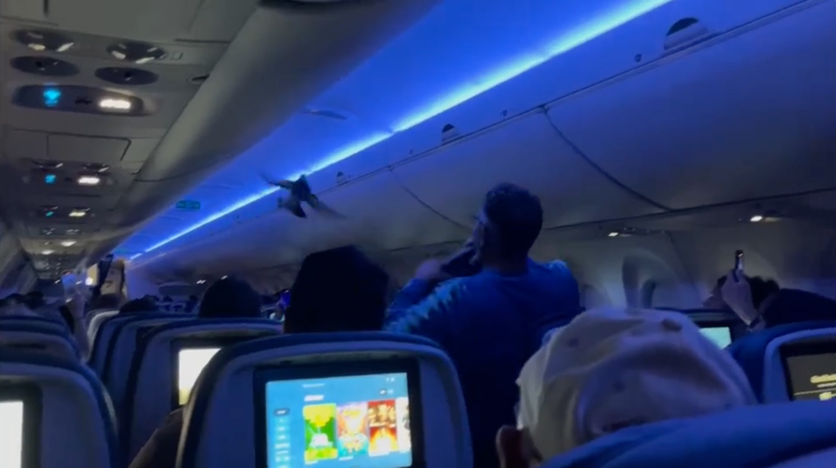 <i>courtesy Tom Caw via CNN Newsource</i><br/>A bird flies inside Delta Air Lines flight 2348