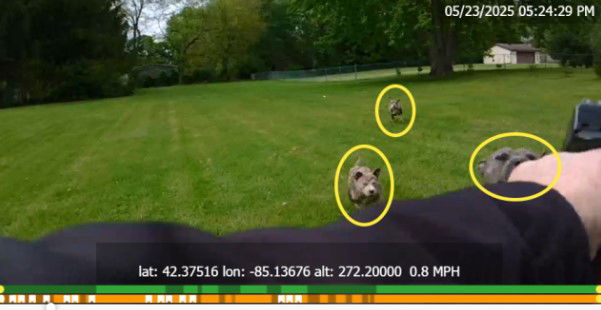 <i>Calhoun County Sheriff's Office/WXMI via CNN Newsource</i><br/>The Calhoun County Sheriff's Office (CCSO) is sharing a body camera image after a deputy shot and killed a dog he said lunged at him on a call.