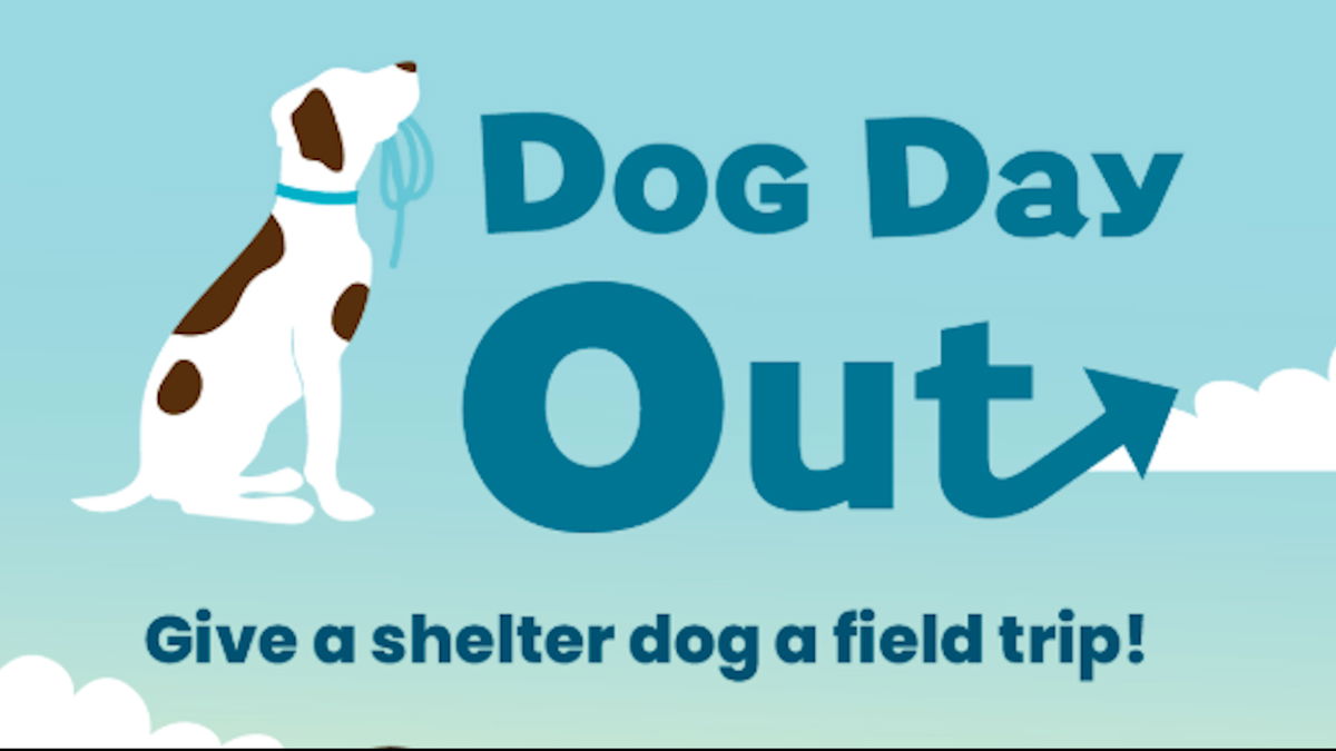 RivCo Animal Shelters implement new field day program for sheltered dogs