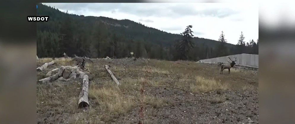 <i>WSDOT/KAPP via CNN Newsource</i><br/>The Washington Department of Fish and Wildlife has implemented new hunting regulations to prevent chronic wasting disease (CWD) spread.