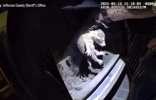 A Jefferson County homeowner found more than just firewood in their wood-burning stove last month – they discovered it had become a makeshift home for a mother raccoon and her four babies!