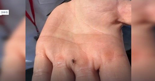 <i>DHHS/KSTU via CNN Newsource</i><br/>Tick season is here.