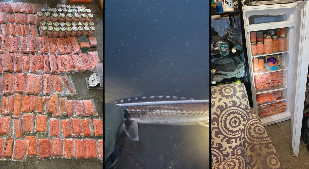 <i>California Department of Fish and Wildlife via CNN Newsource</i><br/>The California Department of Fish and Wildlife said while it was on the lookout for extensive illegal fishing activity along the Sacramento River