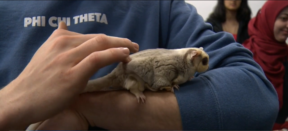 <i>WJZ via CNN Newsource</i><br/>A University of Maryland course for aspiring veterinarians has animals at the head of the classroom. The ANSC 250 Companion Animal Care and Management course teaches future vets about exotic animals.