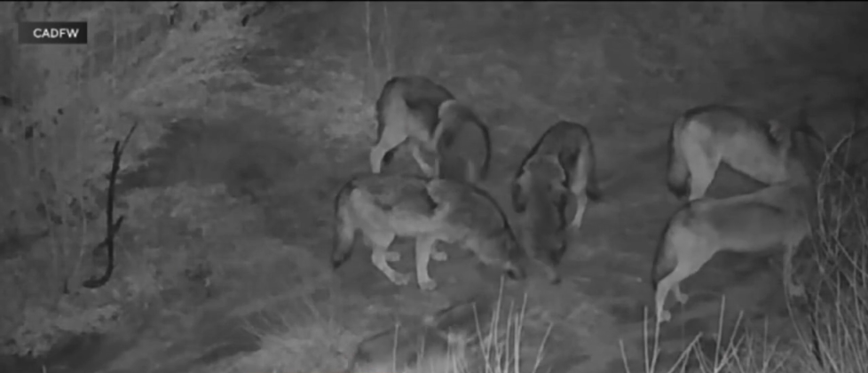 <i>California Department of Fish and Wildlife via CNN Newsource</i><br/>The number of gray wolves in California continues to grow