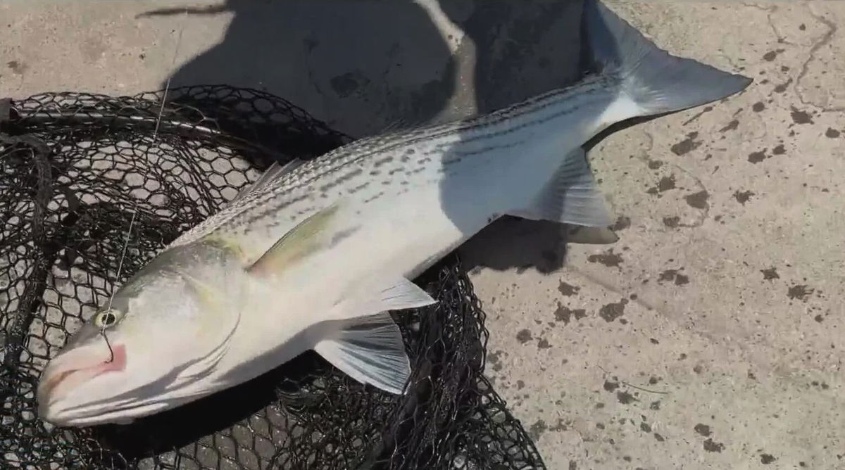 <i>KPIX via CNN Newsource</i><br/>A warning to anglers who eat their catch from the San Francisco Bay