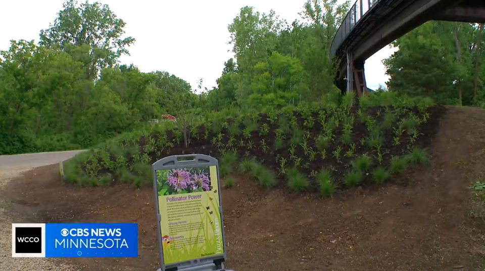 <i>WCCO via CNN Newsource</i><br/>Bachman West and the Bachman's team have partnered with the zoo to bring awareness to the important role of the state's native pollinators. Last week