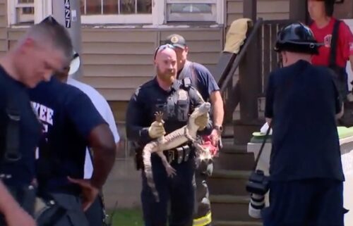 An alligator was recovered from the basement of a house on 14th and Scott streets in Milwaukee on June 21 after a fire damaged the building.