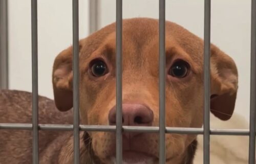 The COVID-19 pandemic is still having a deadly effect on the pet population. The number of unwanted animals is straining San Francisco's shelter capacity to the breaking point