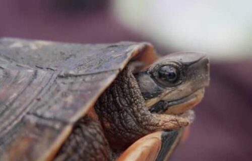 More than 250 species of reptiles and amphibians call Iguanaland home. And it's not just home to those creatures but to animal aficionado Ty Park.