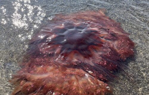 A large lion's mane jellyfish washed ashore in South Portland over the weekend. City officials say the nearly 5-foot-wide jellyfish was spotted at Willard Beach