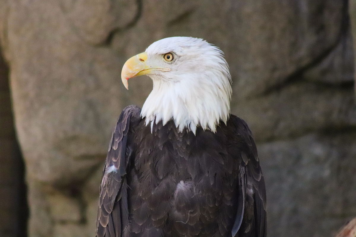 Courtesy: The Living Desert Captain Nemo