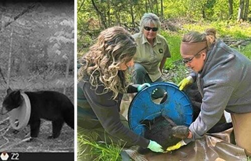 Crews from the Michigan Department of Natural Resources were able to remove a plastic lid from the neck of a young bear after around two years.