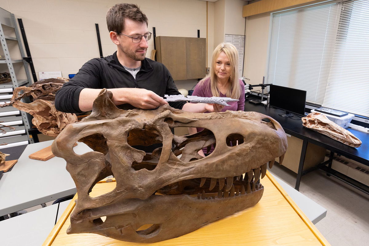 <i>Riley Brandt/University of Calgary via CNN Newsource</i><br/>Voris (left) and Darla Zelenitsky have been studying the evolution of tyrannosaurs.